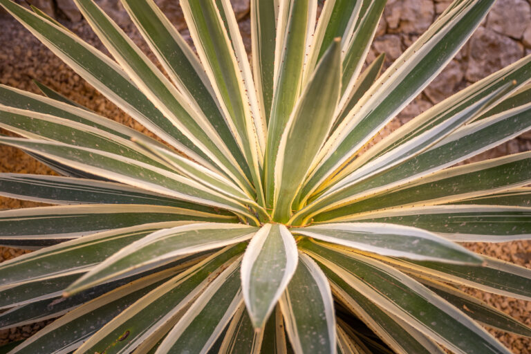 Planta de hojas verdes con bordes blancos, dispuestas en roseta simétrica, sobre fondo de piedras grises.